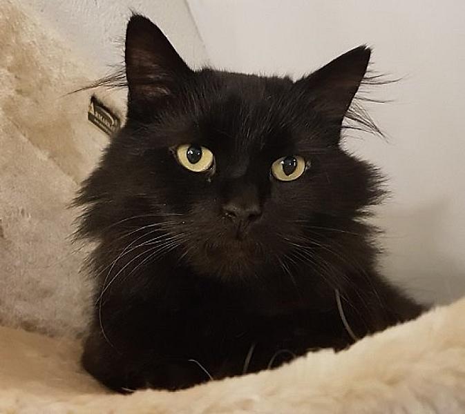 Kattenpraat