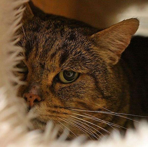 Kattenpraat