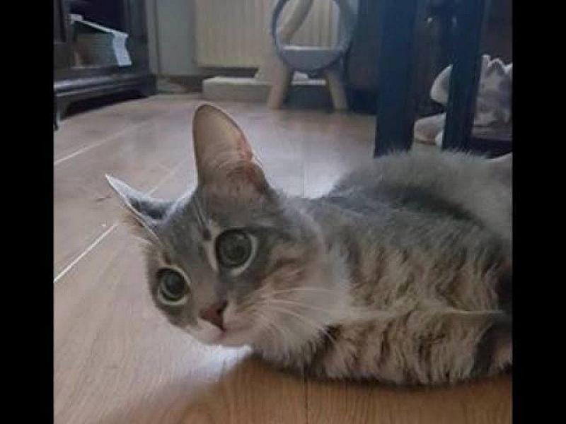 Kattenpraat