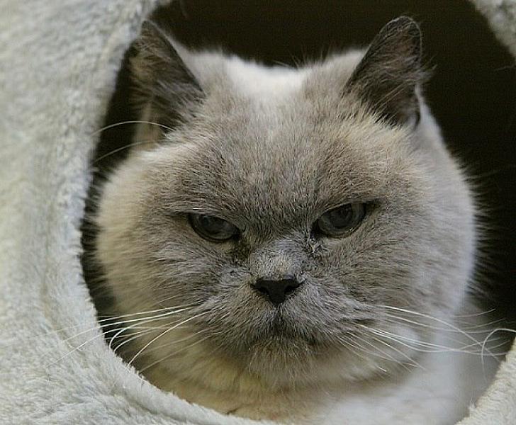 Kattenpraat