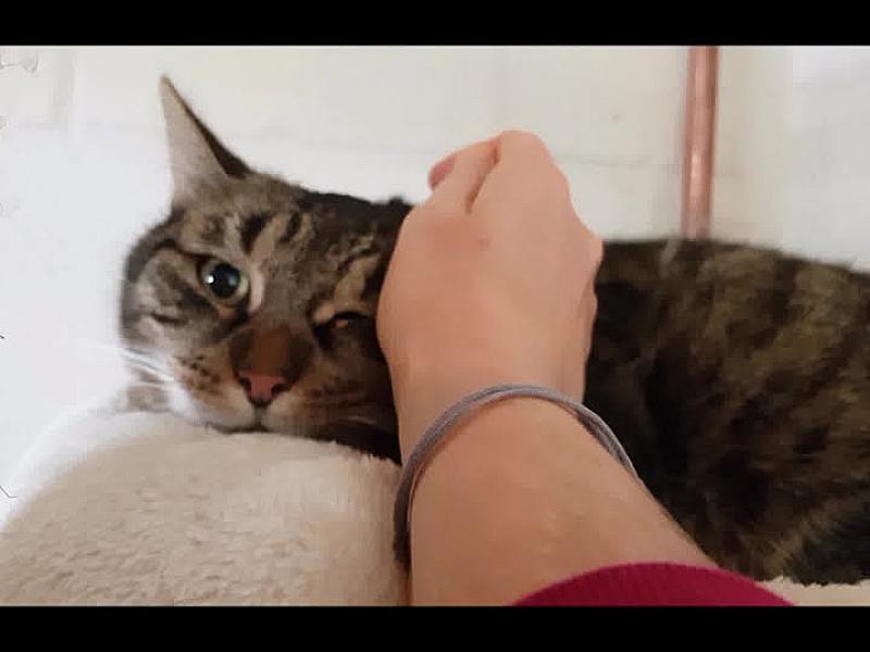 Kattenpraat