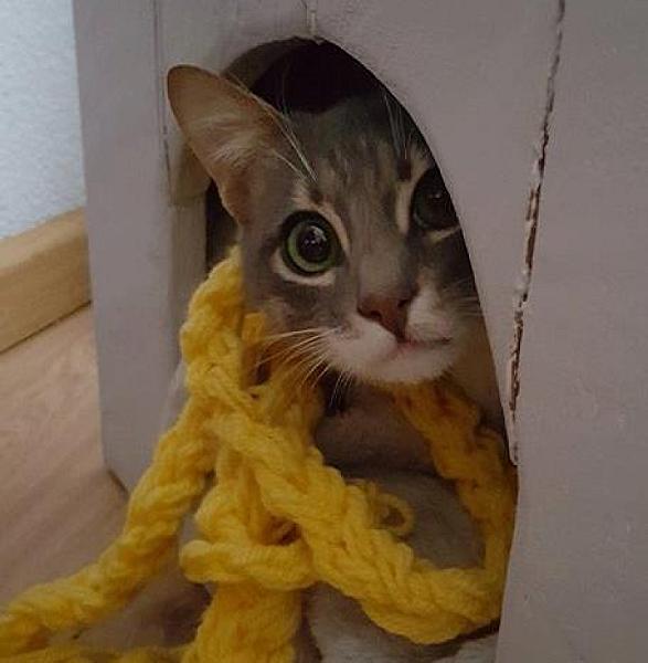 Kattenpraat