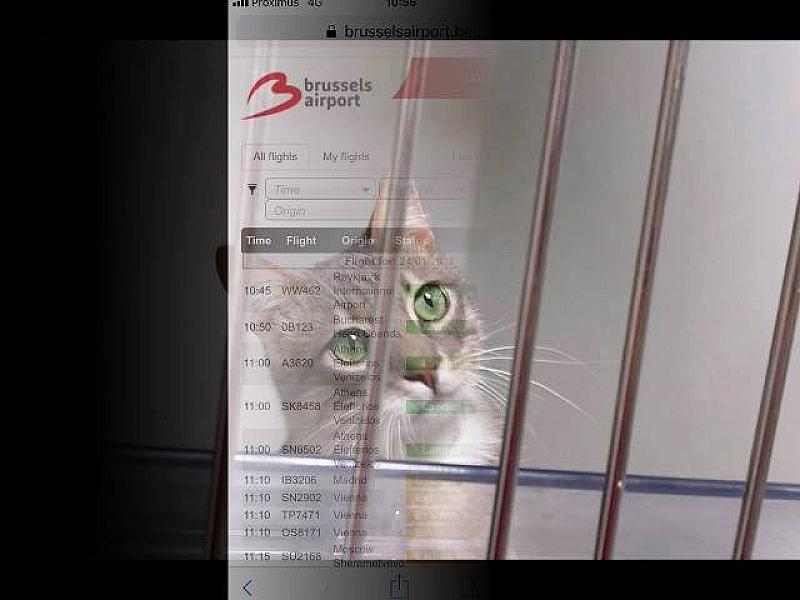 Kattenpraat