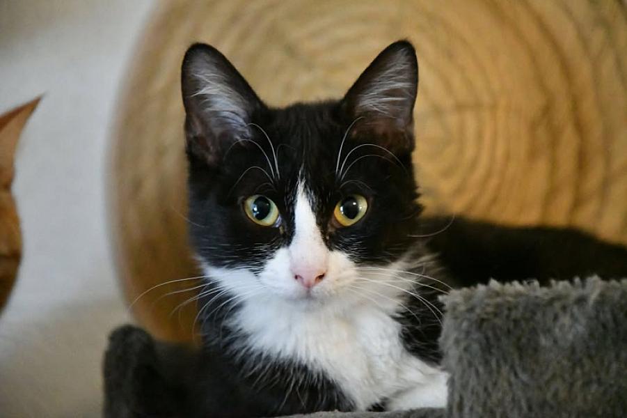 Kattenpraat