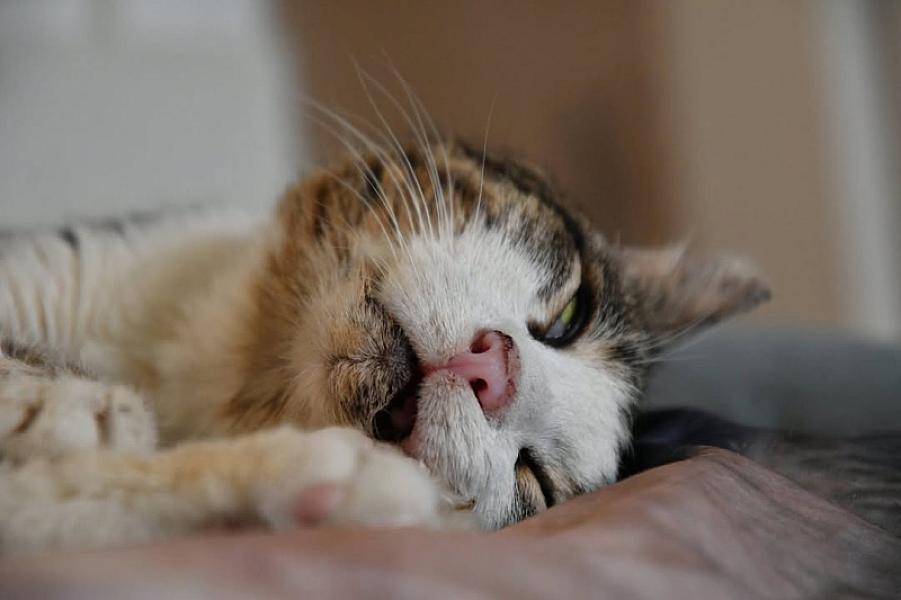 Kattenpraat