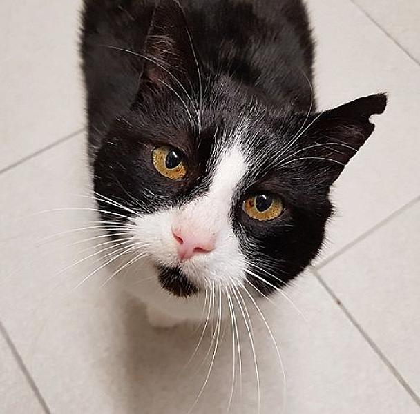 Kattenpraat