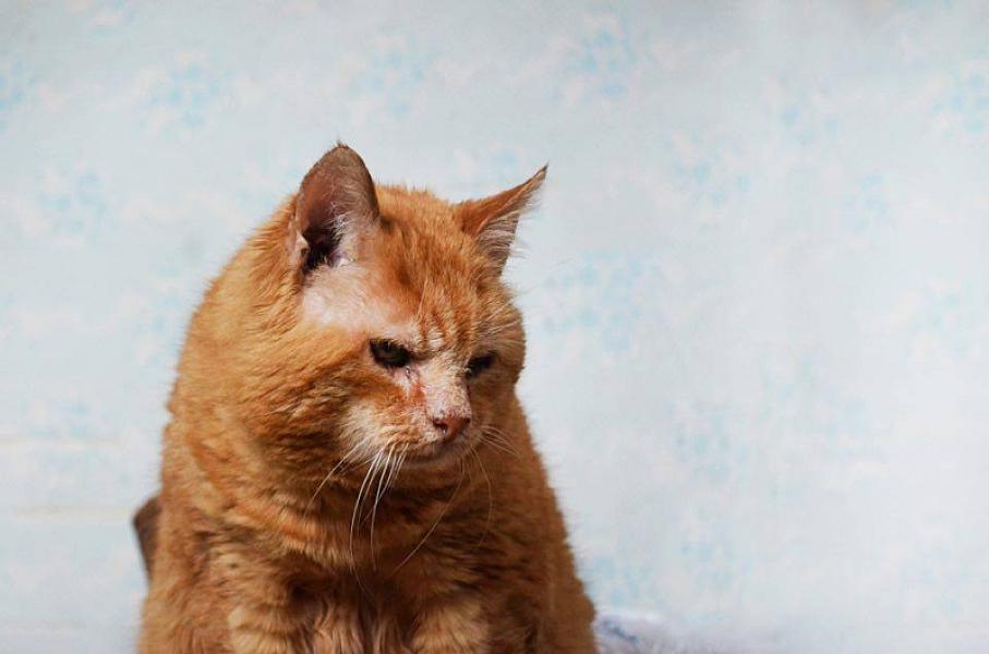 Kattenpraat