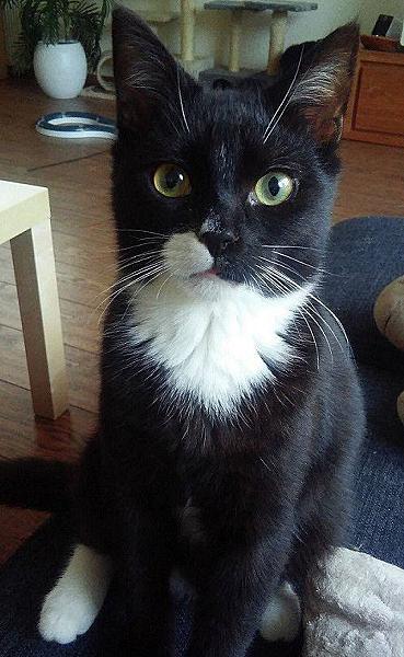 Kattenpraat