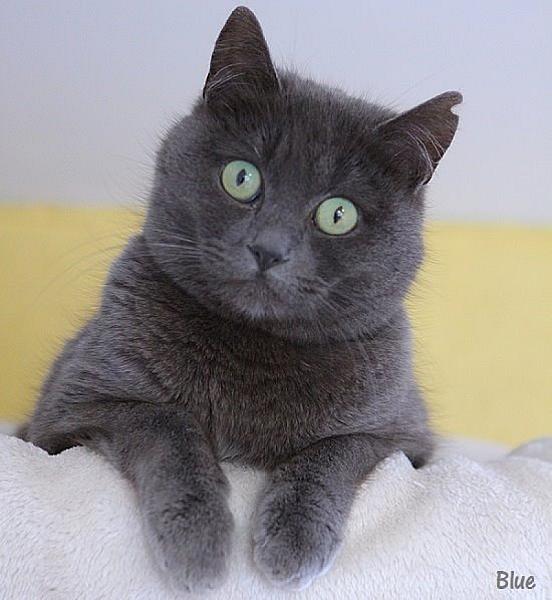Kattenpraat