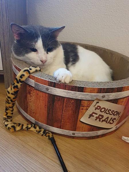 Kattenpraat