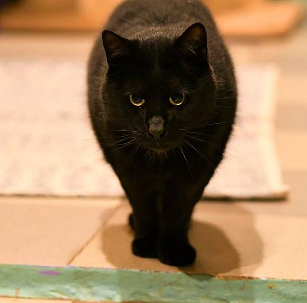 Kattenpraat