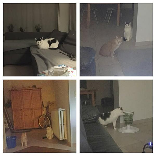 Kattenpraat