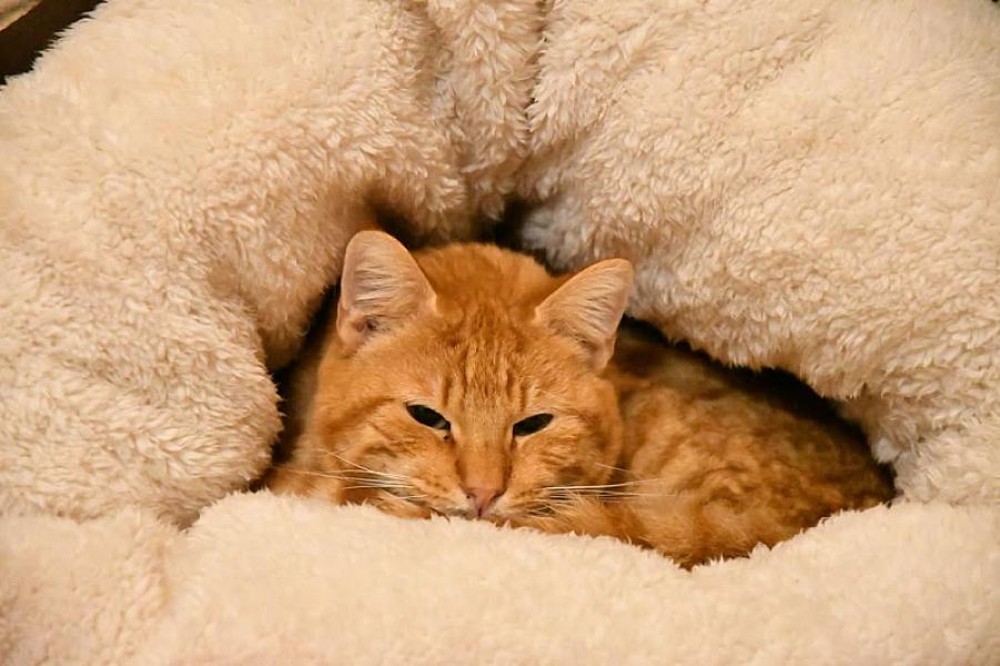 Kattenpraat