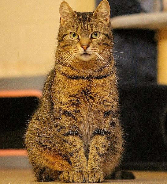 Kattenpraat