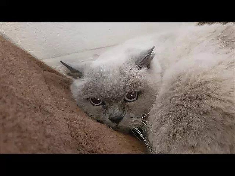 Kattenpraat