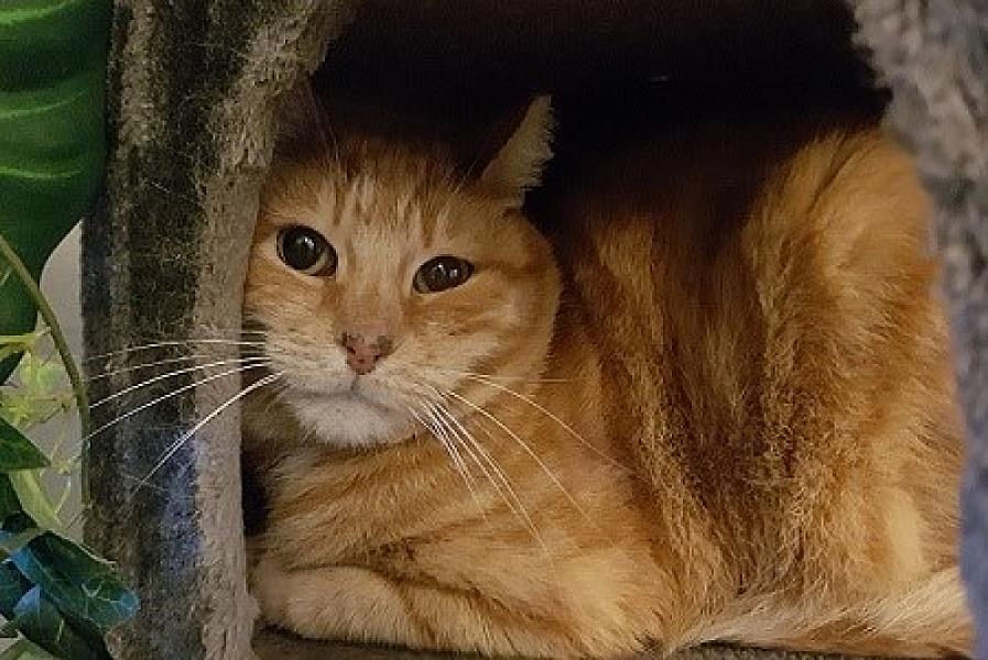 Kattenpraat