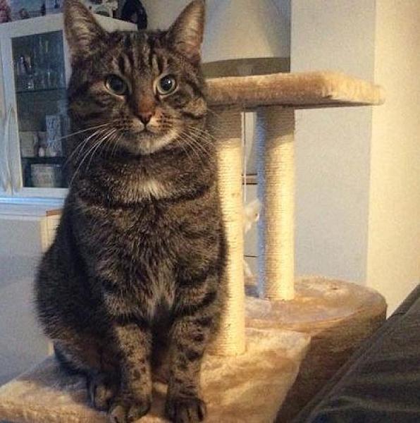 Kattenpraat