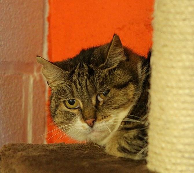 Kattenpraat