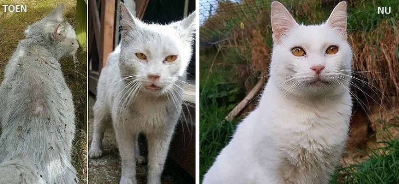 Kattenpraat
