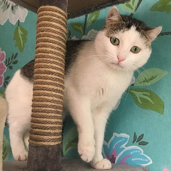 Kattenpraat