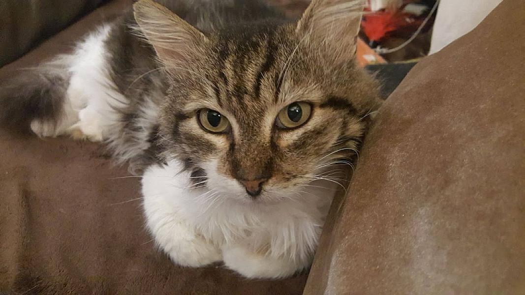 Kattenpraat