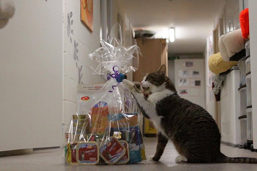Kattenpraat