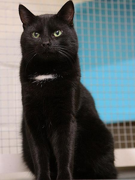 Kattenpraat