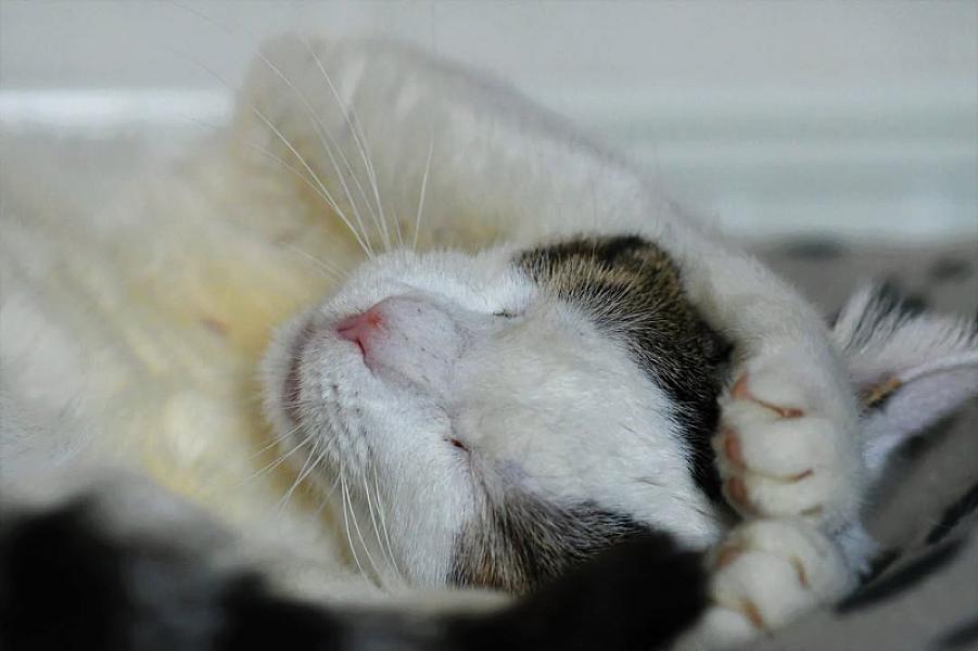 Kattenpraat