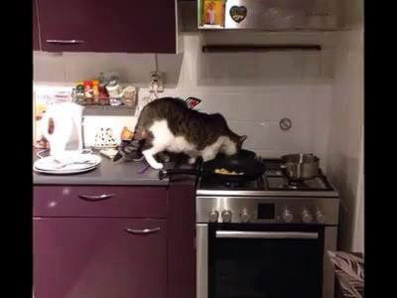 Kattenpraat