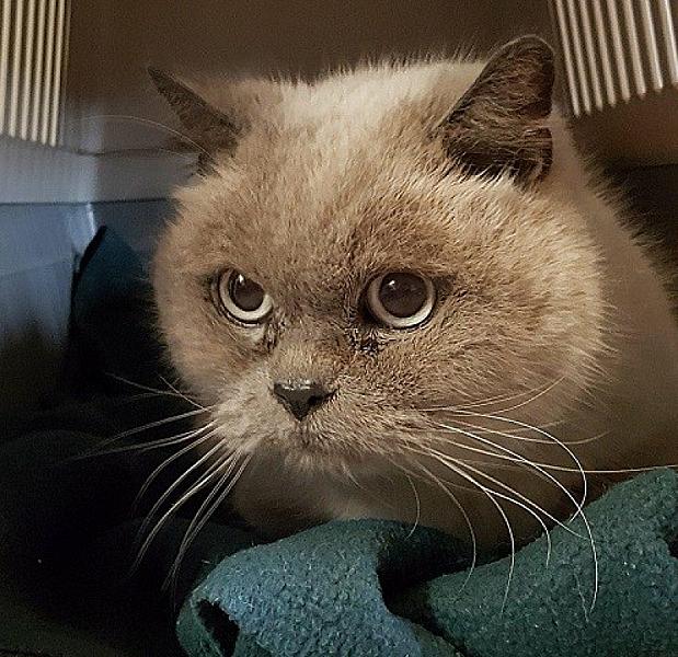 Kattenpraat