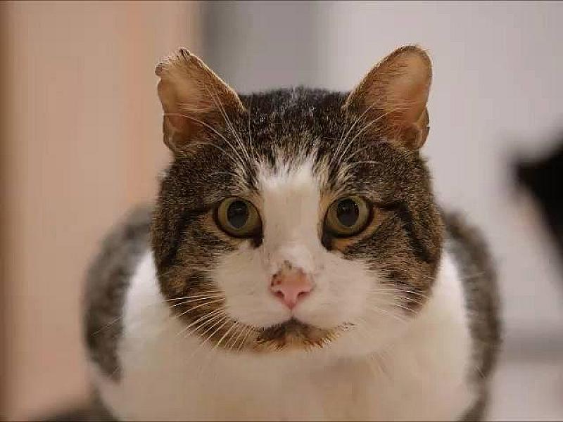 Kattenpraat