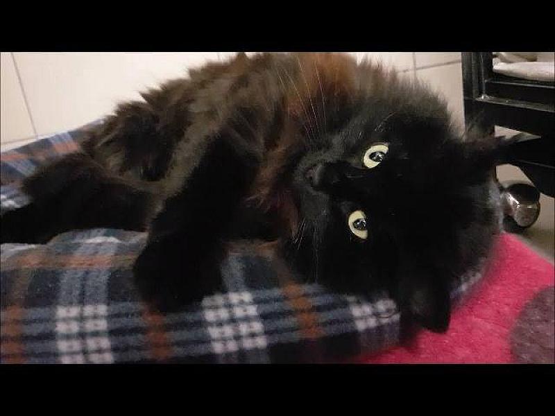Kattenpraat