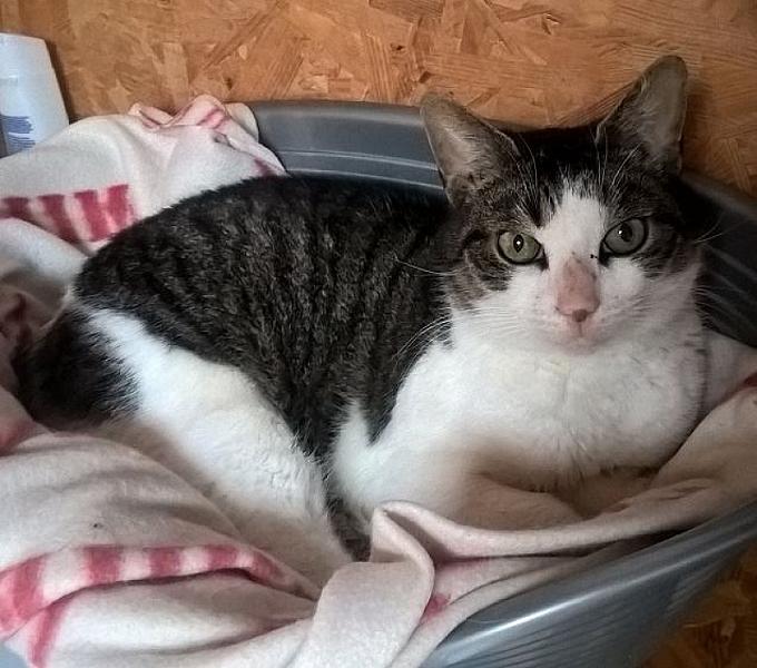 Kattenpraat