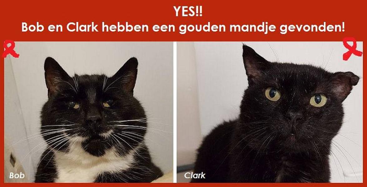 Kattenpraat
