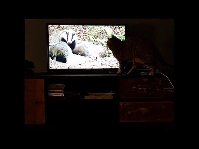 Kattenpraat