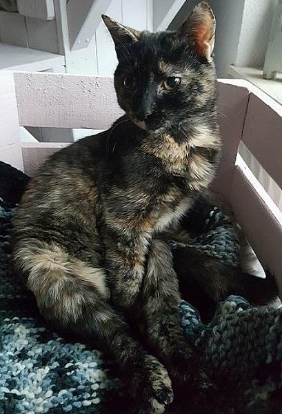 Kattenpraat