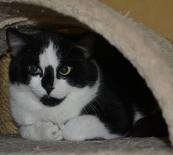 Kattenpraat