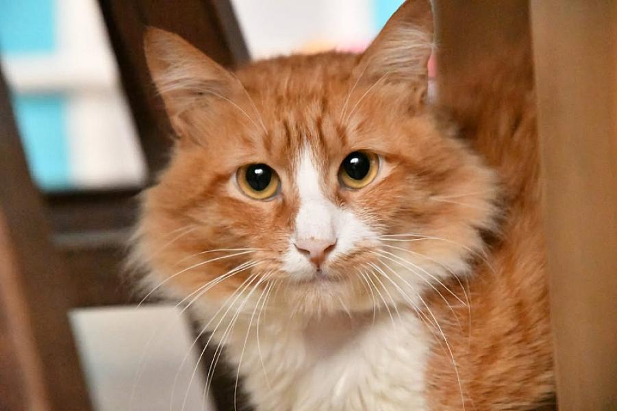 Kattenpraat