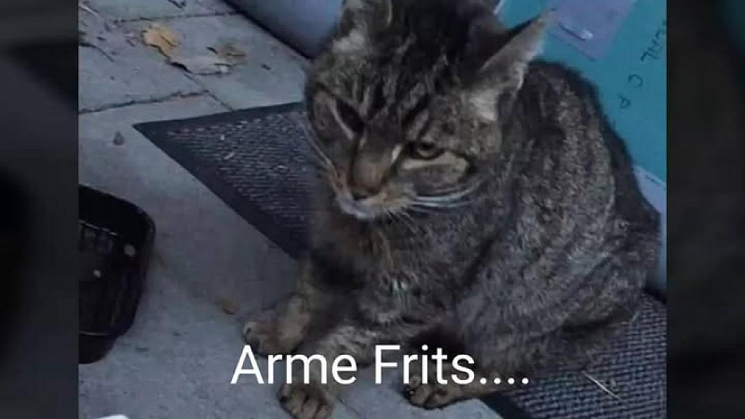Kattenpraat