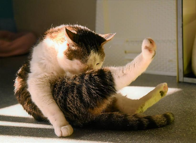 Kattenpraat