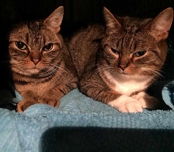 Kattenpraat
