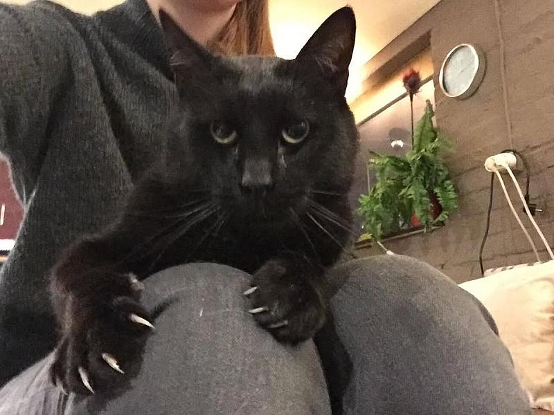 Kattenpraat