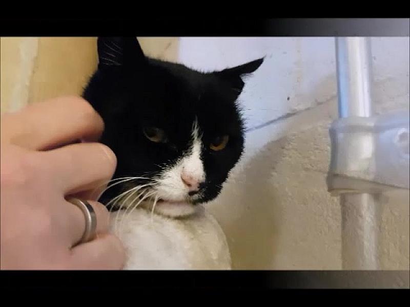 Kattenpraat