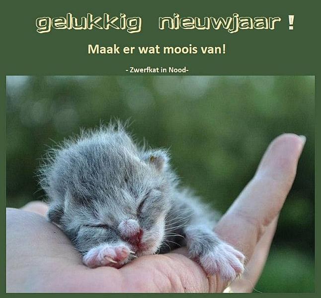 Kattenpraat