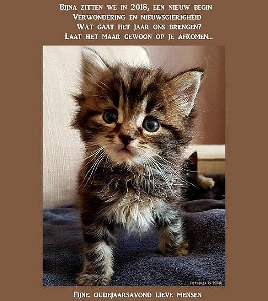 Kattenpraat