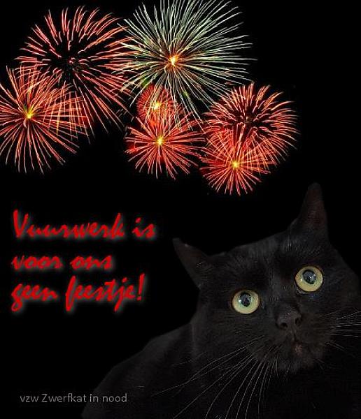 Kattenpraat