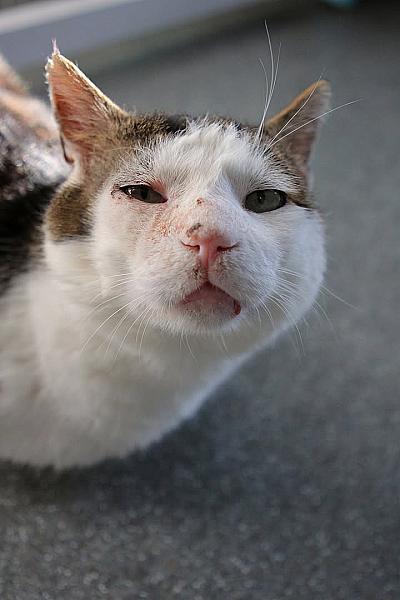 Kattenpraat