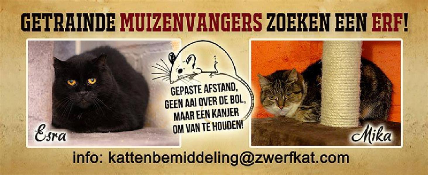 Kattenpraat