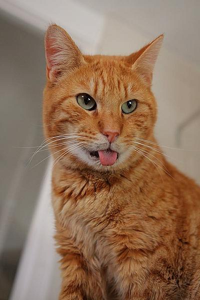 Kattenpraat