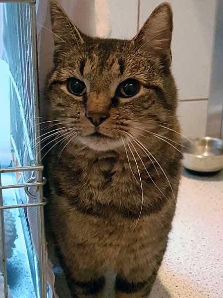Kattenpraat
